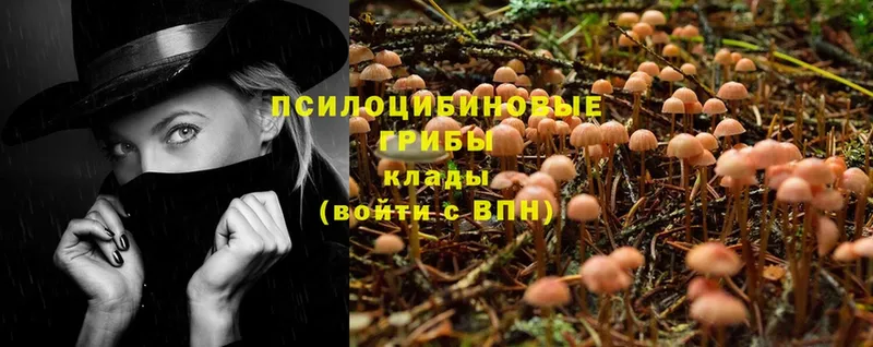 как найти закладки  Можайск  Галлюциногенные грибы MAGIC MUSHROOMS 